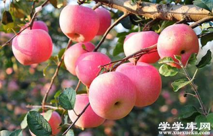 徐州特色水果