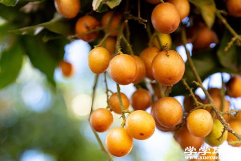 廣東有什么特產(chǎn)水果 廣東特產(chǎn)有哪些水果