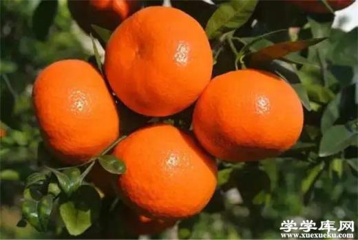 浙江有哪些特色水果 浙江的特產(chǎn)