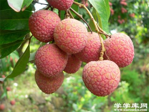 廣東有哪些特色水果 廣東的特產(chǎn)