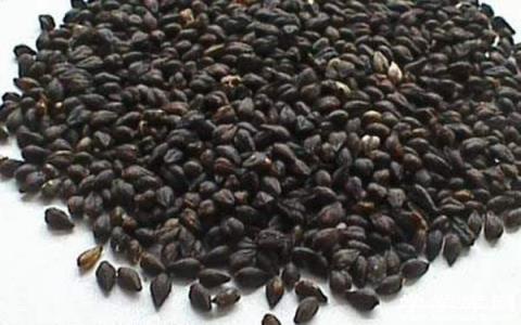 黑苦蕎茶的功效與作用 黑苦蕎茶有什么養(yǎng)生保健價值