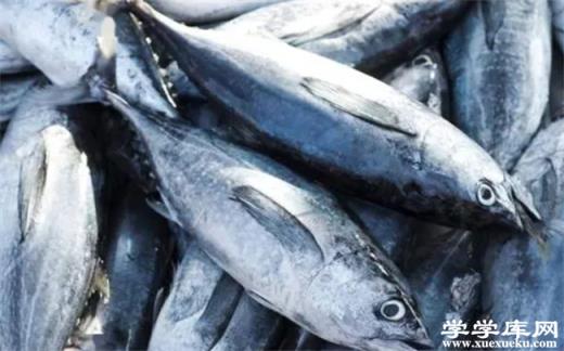 金槍魚的營養(yǎng)價值 金槍魚和三文魚的區(qū)別