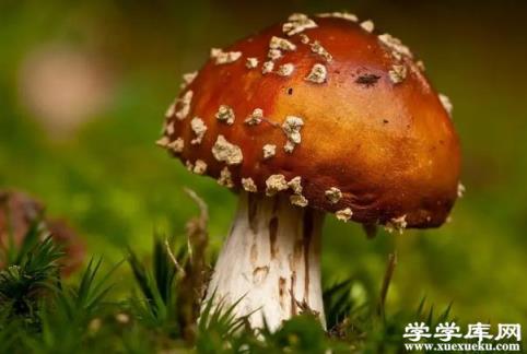 炒蘑菇需要用熱水焯一下嗎 蘑菇焯水的正確方法是什么