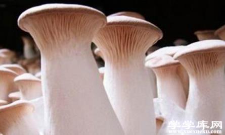 了解吃杏鮑菇的好處 吃杏鮑菇的注意事項(xiàng)