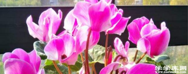 仙客來施肥多了怎么辦，開花期可以施肥嗎