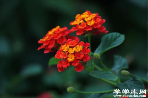 五色梅常見(jiàn)病蟲(chóng)害及防治方法