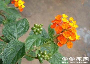五色梅常見(jiàn)病蟲(chóng)害及防治方法