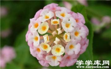 五色梅常見(jiàn)病蟲(chóng)害及防治方法