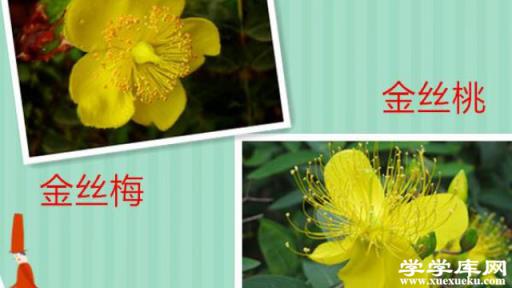 金絲梅和金絲桃有什么區(qū)別