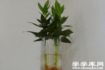 荷花竹