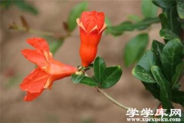 石榴花