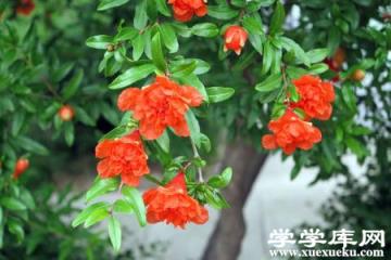 石榴花