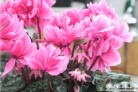 冬天陽臺“光禿禿”？家里種上這4盆“花”，家里也有小花園！