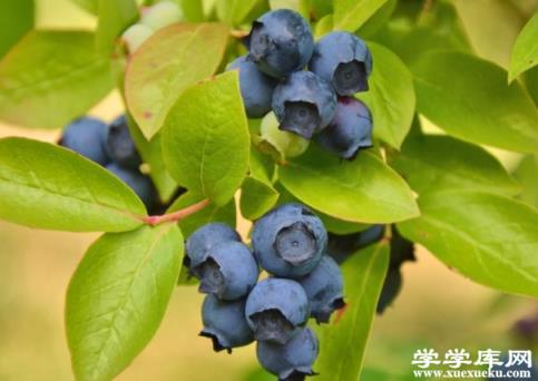 藍(lán)莓泡酒喝有什么功效 怎么用藍(lán)莓泡酒