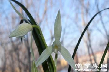 大雪素
