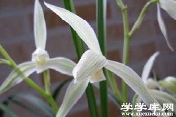 大雪素