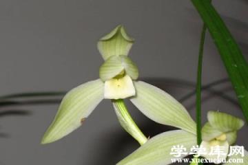 大雪素