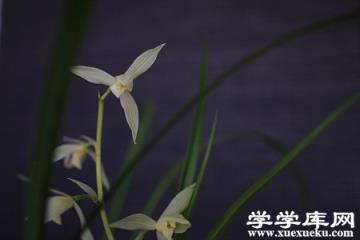 大雪素