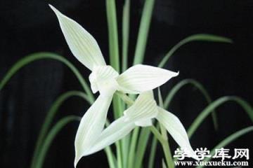 大雪素