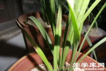 大雪素