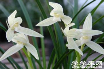 大雪素