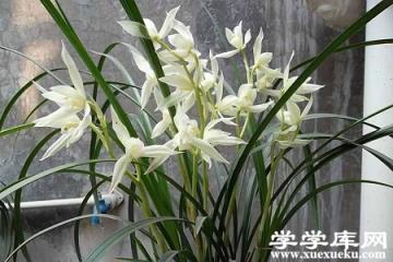 大雪素