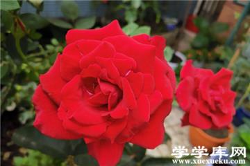 玫瑰花