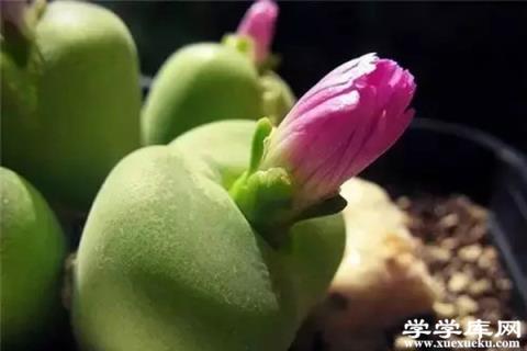 石頭開花，原來這么贊
