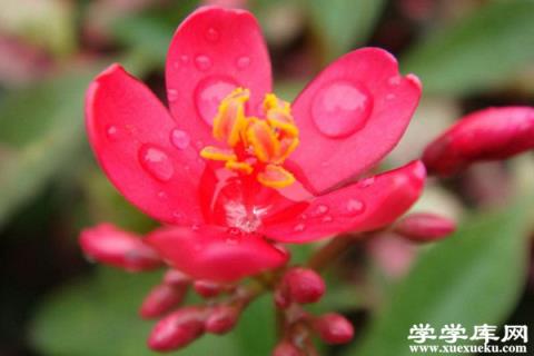 珊瑚花的養(yǎng)殖方法和注意事項(xiàng)