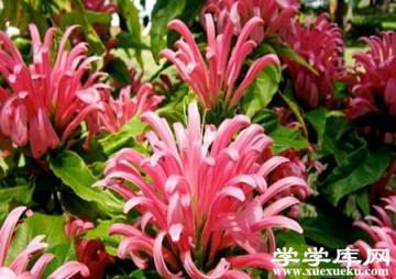 珊瑚花的養(yǎng)殖方法