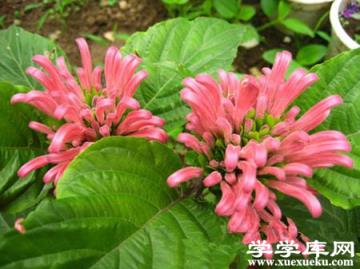 珊瑚花的養(yǎng)殖注意事項(xiàng)