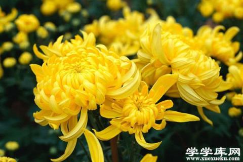 獨(dú)本菊盆景制作方法