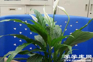 美麗的白掌