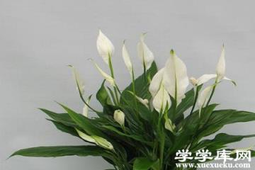 漂亮的白掌