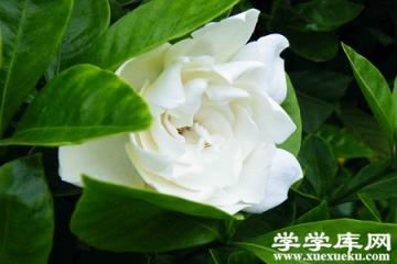 美麗的梔子花