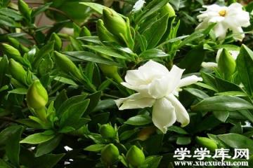 漂亮的梔子花