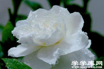 梔子花