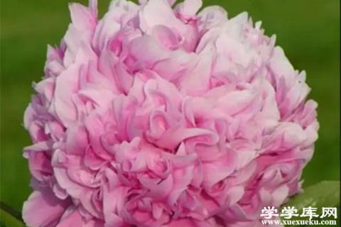 5月花神是芍藥,別再只知道月季了！