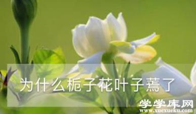 為什么梔子花葉子蔫了