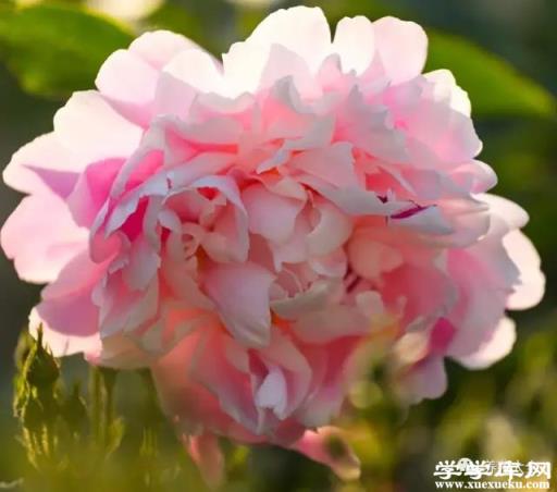 粉菱紅珠