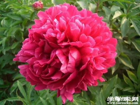 大富貴