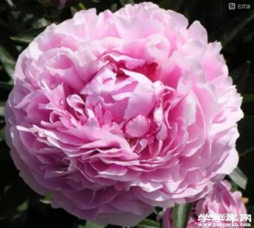 沙拉小姐