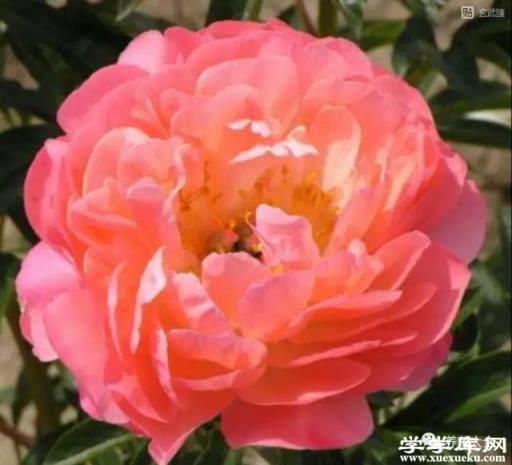 落日珊瑚