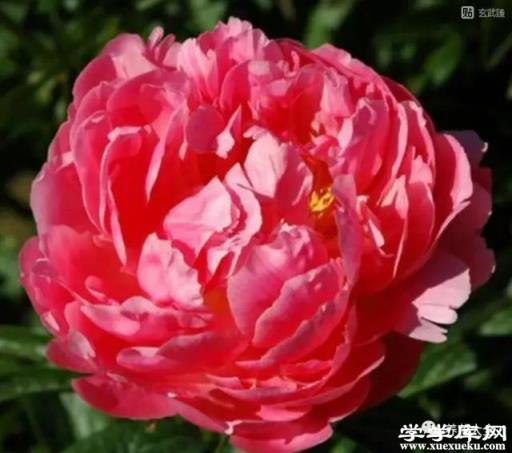 夏威夷珊瑚粉