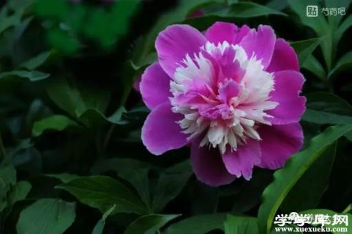 奇花