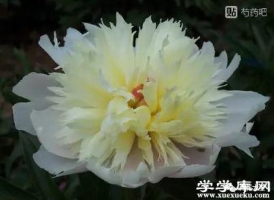 鳳羽落金池