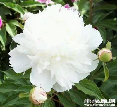 仙鶴白
