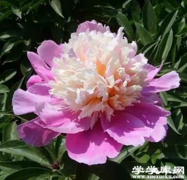春曉
