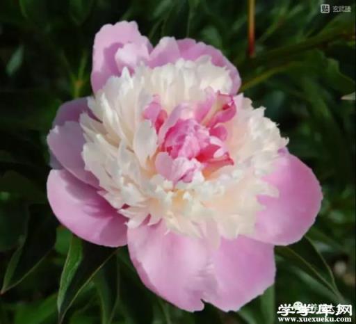 雪葩