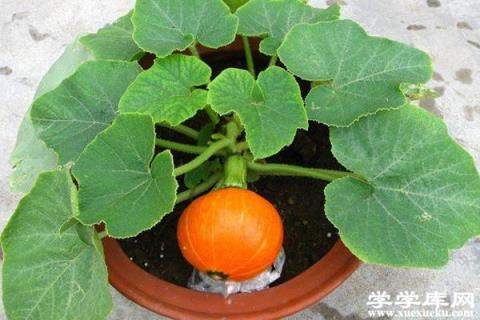 他在花盆里種了1棵花生，惹得大家都在效仿